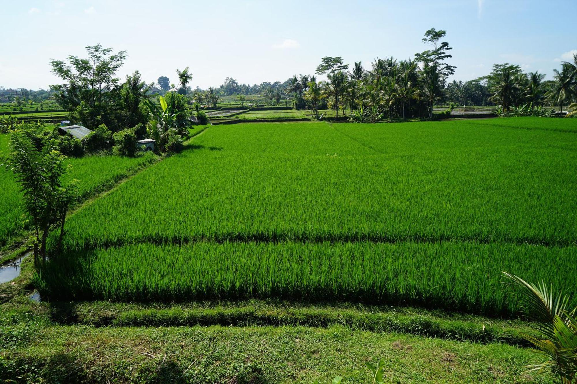 Santun Luxury Private Villas Ubud Szoba fotó
